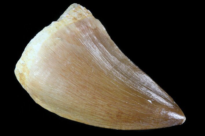 Mosasaur (Prognathodon) Tooth #79787